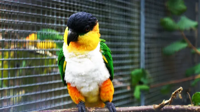 File:Black-headed parrot (Pionites melanocephalus) (6).jpg