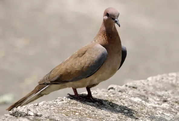 File:Laughing Dove - Spilopelia senegalensis 02.JPG
