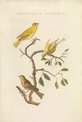 File:Nederlandsche vogelen (KB) - Serinus canaria (476b).jpg