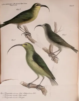 File:Hemignathus lucidus 1838 Lichtenstein.jpg
