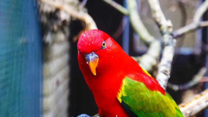 File:Chattering lory (Lorius garrulus) (5).jpg