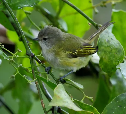 File:Phyllomyias griseocapilla - Grey-capped Tyrannulet.JPG