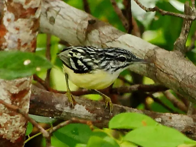 File:Myrmotherula brachyura - Pigmy antwren.JPG