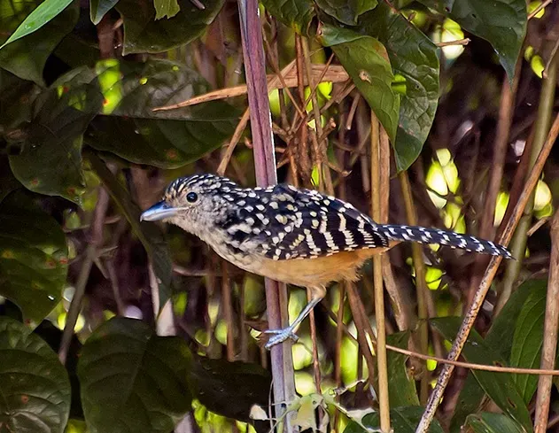 File:Chocão-carijó (Hypoedaleus guttatus) (17198303840).jpg
