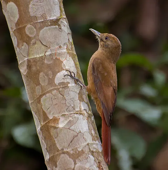 File:Arapaçu-liso (Dendrocincla turdina) (16762805654).jpg