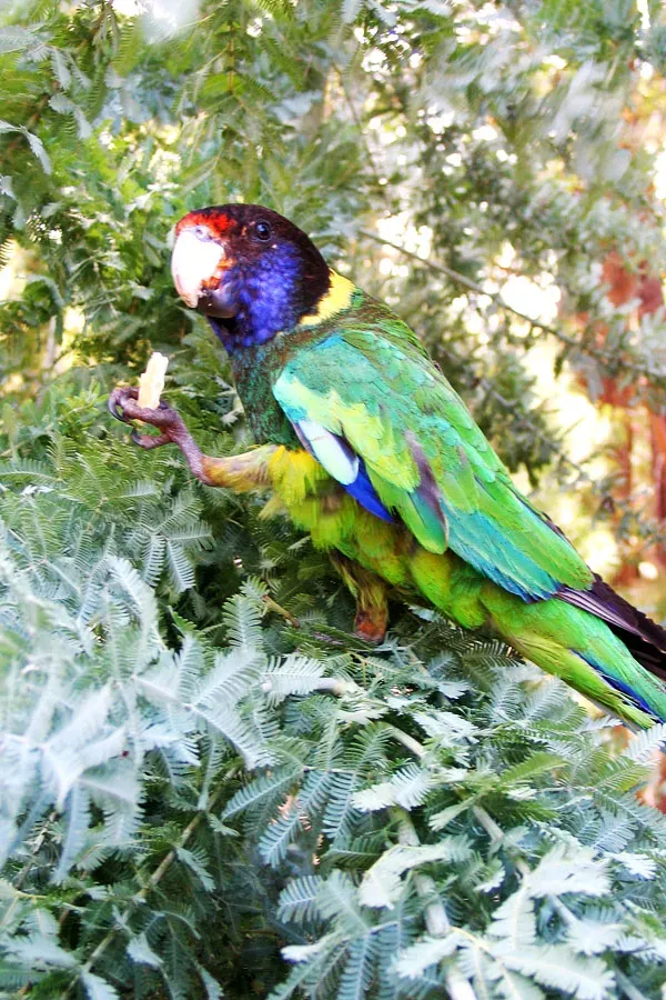 File:Australian Ringneck (Barnardius zonarius).jpg
