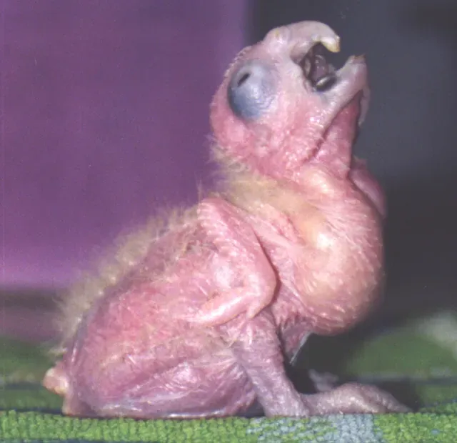 File:Cacatua alba - 3 Weeks.jpg