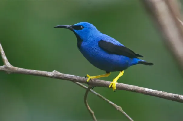 File:Cyanerpes lucidus, Nusagandi, Panama.jpg