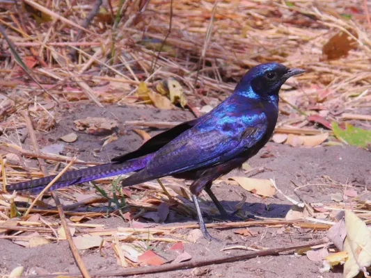 File:Lamprotornis mevesii 240 cropped.jpg