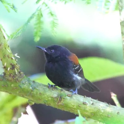 File:Formicivora erythronotos - Black-hooded antwren (male).JPG