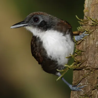 File:Gymnopithys-leucaspis-001 edit2.jpg