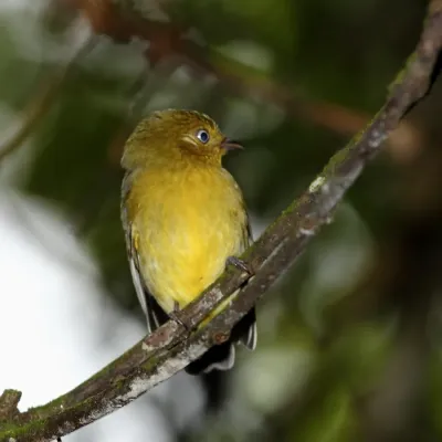 File:Pipra fasciicauda - Band-tailed manakin (female) 01.JPG