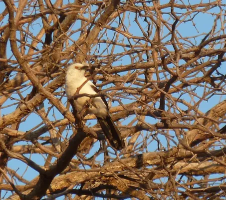 File:Turdoides bicolor, Steenbokpan, a.jpg