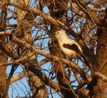File:Turdoides bicolor, Steenbokpan, b.jpg