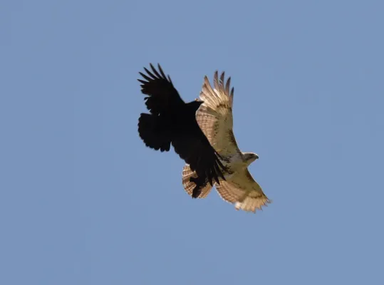 File:Buteo jamaicensis Corvus brachyrhynchos Toronto1.jpg