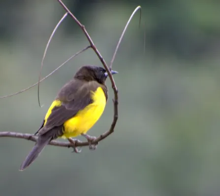 File:CHOPIM-DO-BREJO (Pseudoleistes guirahuro).jpg