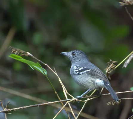 File:CHOCA-DA-MATA macho ( Thamnophilus caerulescens).jpg