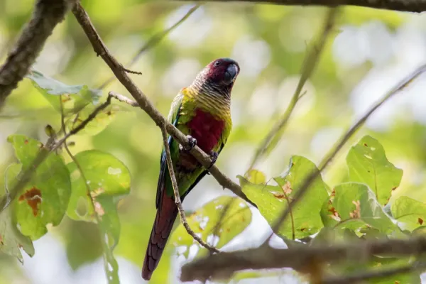 File:Venezuelan Parakeet - Perico Pintado ( Pyrrhura picta emma) (15838890567) (2).jpg