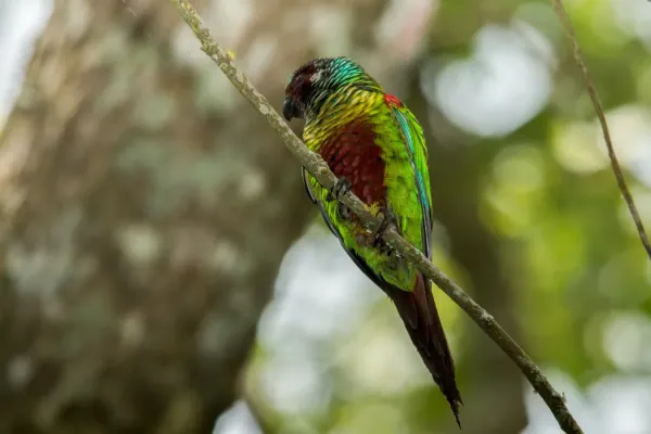 File:Venezuelan Parakeet - Perico Pintado ( Pyrrhura picta emma) (16023875042) (2).jpg