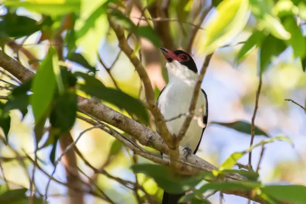 File:Black-tailed Tityra - Bacaco Benedictino (Tityra cayana cayana) (♂) (14920527059).jpg