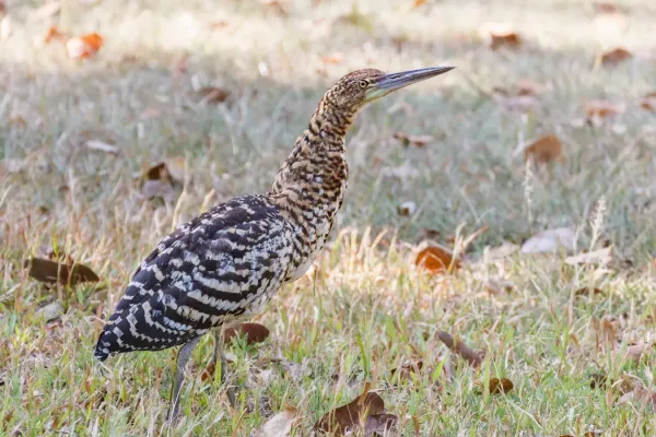 File:Rufescent Tiger-Heron - Pájaro Vaco (Tigrisoma lineatum lineatum) (14164725454).jpg