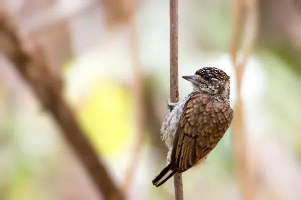 File:Scaled Piculet - Telegrafista Escamado (Picumnus squamulatus rohli) (♀) (13984956814).jpg