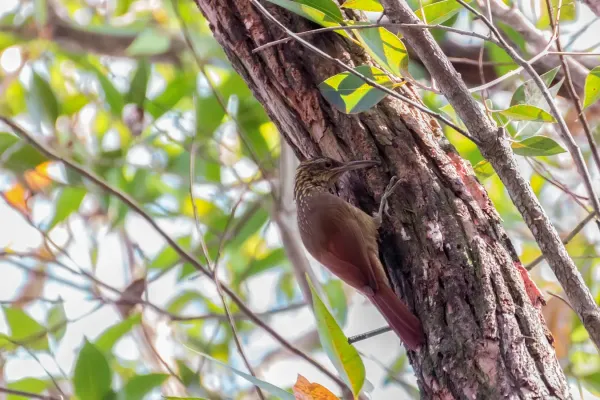 File:Black-banded Woodcreeper - Trepador Tanguero (Dendrocolaptes picumnus) (12891660085).jpg