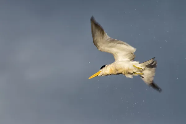 File:Large-billed Tern - Guanaguanare Fluvial (Phaetusa simplex simplex) (12136721546).jpg
