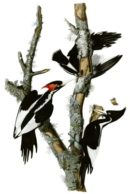 File:Campephilus principalisAWP066AA2.jpg