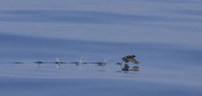 File:Cassin’s Auklet (Ptychoramphus aleuticus) (15011992615).jpg