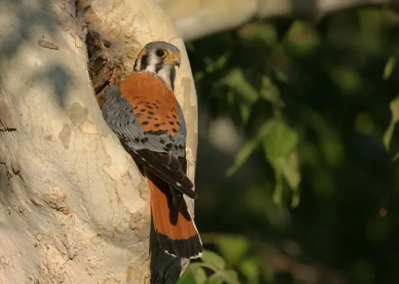 File:American Kestrel (Falco sparverius) (14547482002).jpg