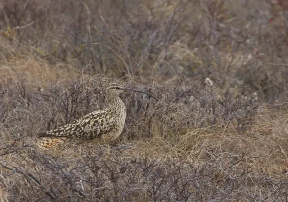 File:Bristle-thighed Curlew (Numenius tahitiensis) (14148723507).jpg