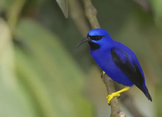 File:Purple Honeycreeper (Cyanerpes caeruleus) (13962727398).jpg