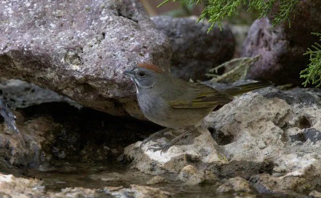 File:Green-tailed Towhee (Pipilo chlorurus) (13945292077).jpg