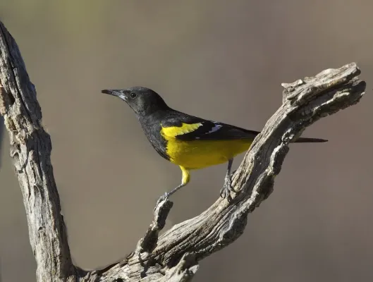 File:Scott's Oriole (Icterus parisorum) (14083421122).jpg
