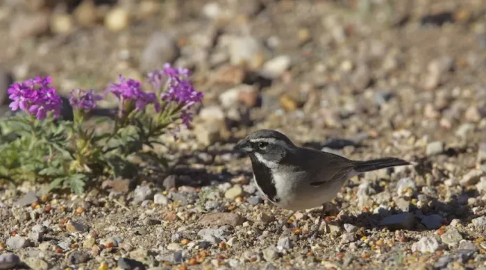 File:Black-throated Sparrow (Amphispiza bilineata) (14083428092).jpg