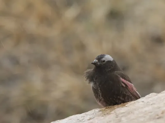 File:Black Rosy Finch, (Leucosticte atrata) (11614401004).jpg