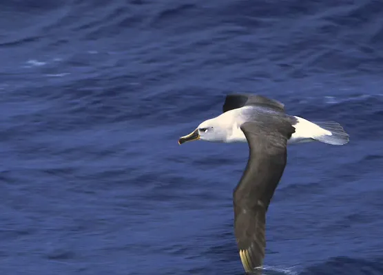 File:Grey-headed Albatross (Thalassarche chrysostoma) (11027769733).jpg