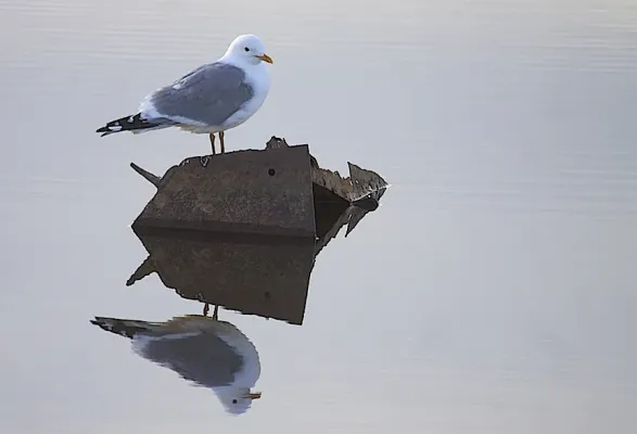 File:Mew Gull (Larus brachyrhynchus) (9704478291).jpg