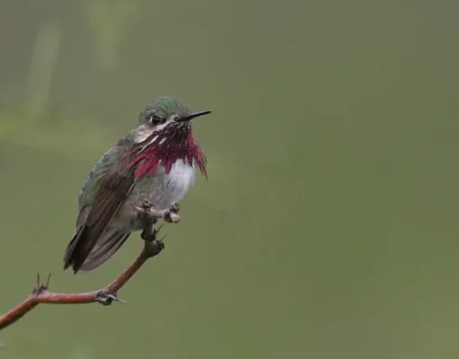 File:Calliope Hummingbird (Selasphorus calliope) (9651301787).jpg