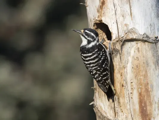 File:Female Nuttall's Woodpecker (Dryobates nuttallii) (2275683253).jpg