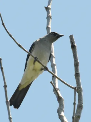 File:Coracina leucopygia - Manado (1).JPG