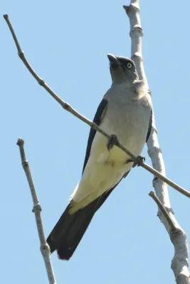 File:Coracina leucopygia - Manado (3).JPG