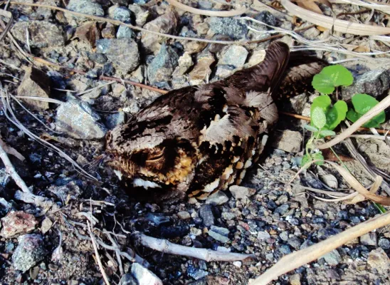 File:Philippine nightjar (caprimulgus manillensis).JPG