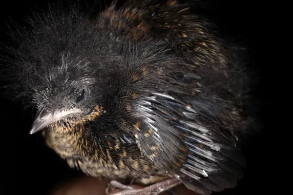 File:Scytalopus perijanus (16589849667).jpg