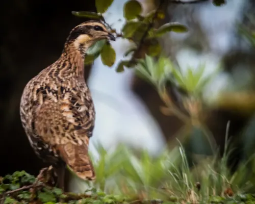 File:Koklass pheasant - Female (Pucrasia macrolopha)-7631.jpg