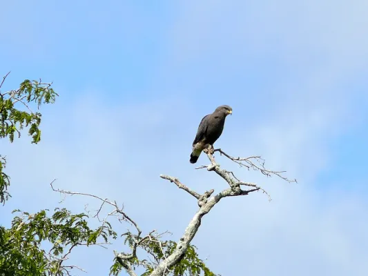 File:Western Banded Snake Eagle (Circaetus cinerascens) in Ziwa Rhino Sanctuary.jpg
