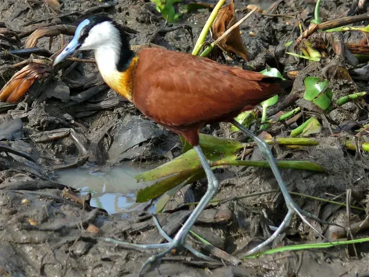 File:African Jacana (Actophilornis africanus) (18228451652).jpg