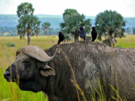 File:Piapiacs (Ptilostomus afer) on Buffalo's back (Syncerus brachyceros) (18046368519).jpg