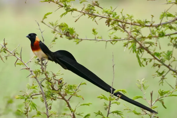 File:Long-tailed Paradise Whydah (Vidua paradisaea) (17145400469).jpg